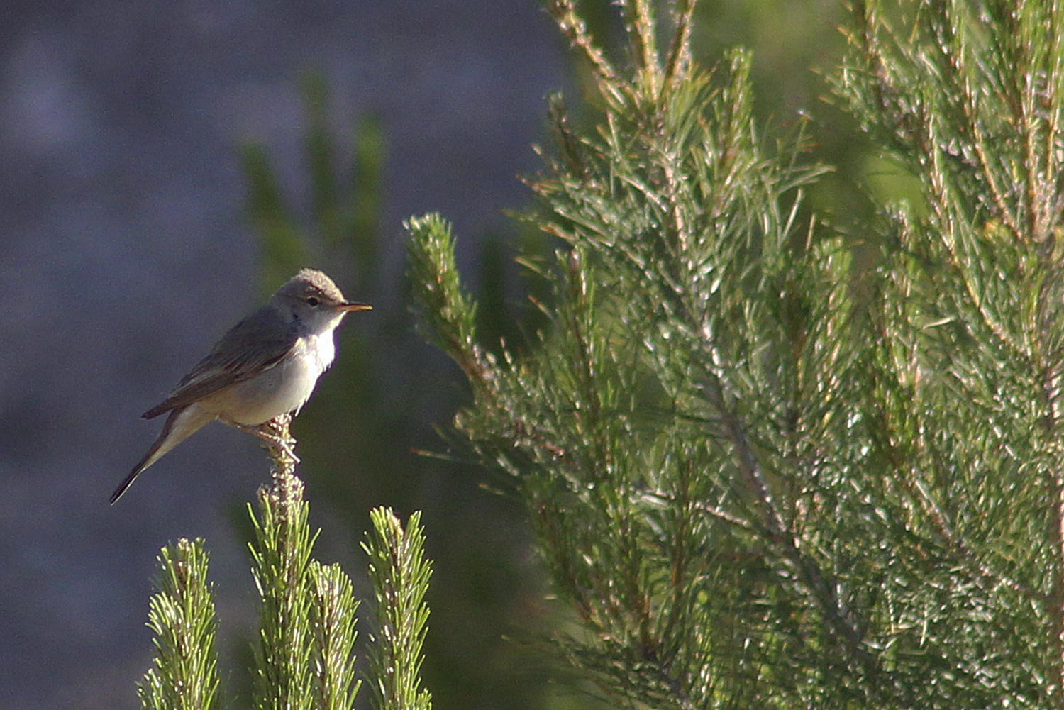 Upcher's Warbler